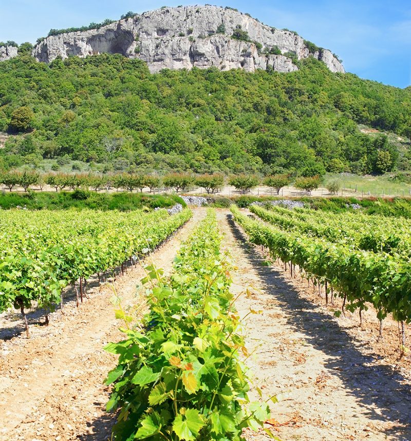 mediterranean-wines-about-us-3 mediterranean-wines-about-us-3