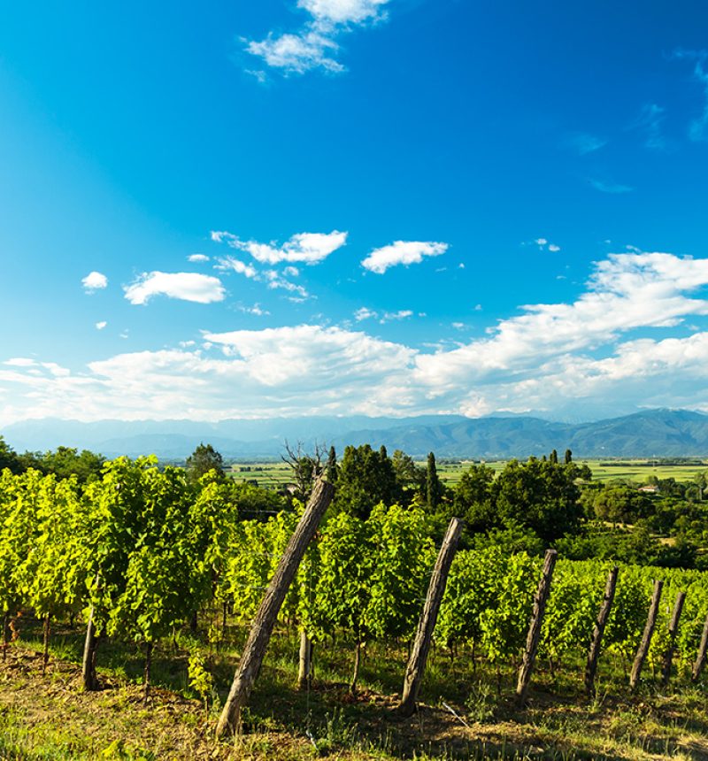 mediterranean-wines-about-us mediterranean-wines-about-us